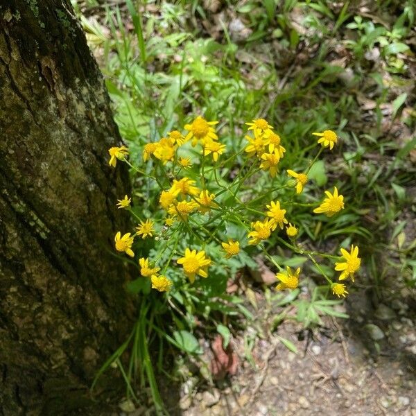 Packera glabella Flower