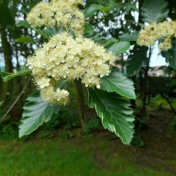 Sorbus intermedia Bloem