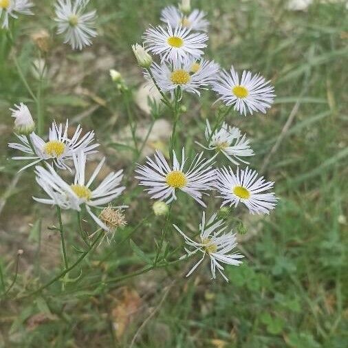 Erigeron annuus Кветка