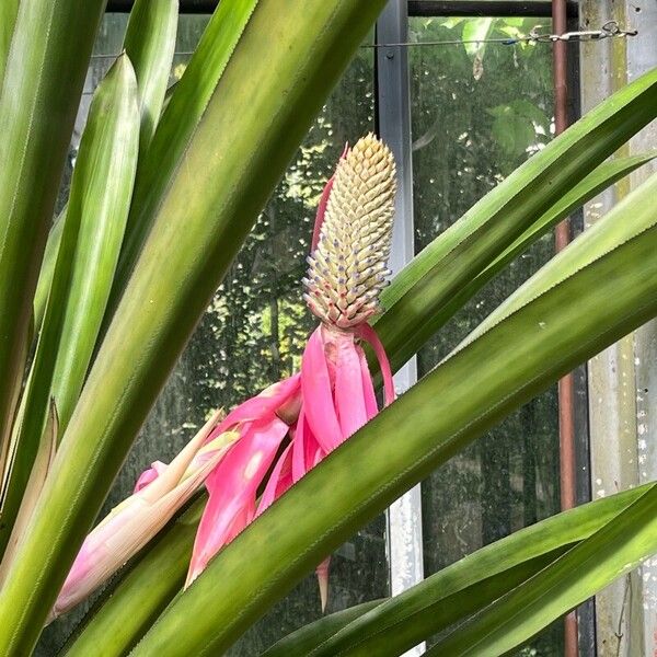 Aechmea mariae-reginae Цвят