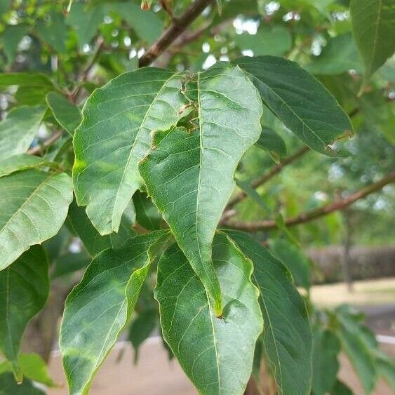 Acer cissifolium Feuille