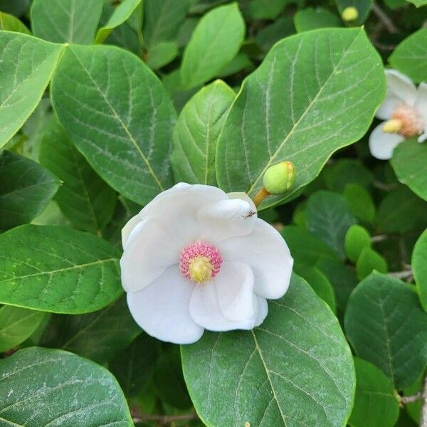 Magnolia sieboldii Кветка