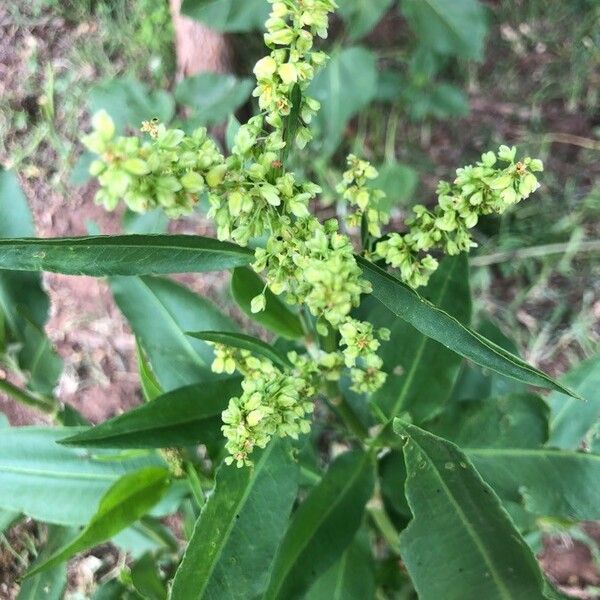 Rumex altissimus ᱵᱟᱦᱟ