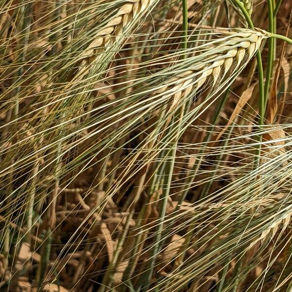 Hordeum vulgare Fruto