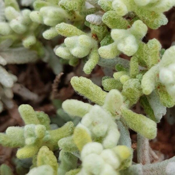 Teucrium gnaphalodes Blad