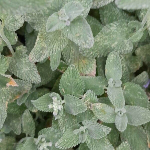 Nepeta racemosa Листок