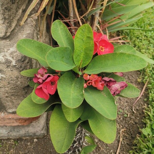 Euphorbia milii Leaf