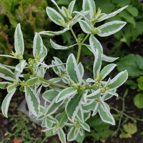 Euphorbia marginata Blad