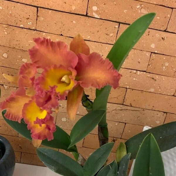 Cattleya brevipedunculata Flower