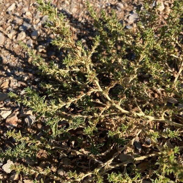 Amaranthus albus Lapas