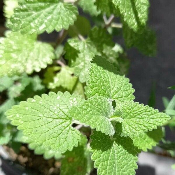 Nepeta cataria List