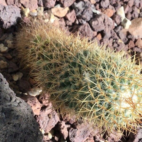 Mammillaria backebergiana Levél