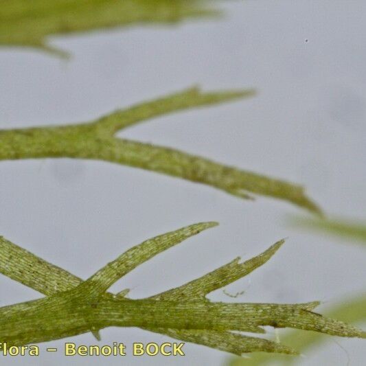 Utricularia ochroleuca Kůra