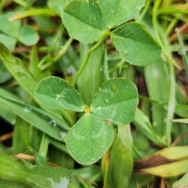 Trifolium nigrescens 叶