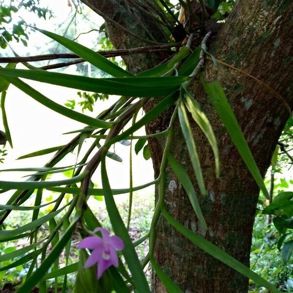 Dimerandra emarginata Flor