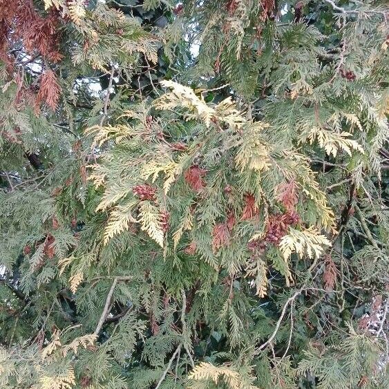 Thuja occidentalis Fuelha