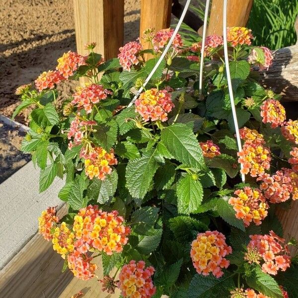 Lantana camara Flor