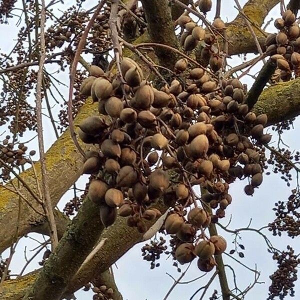 Paulownia tomentosa 果實