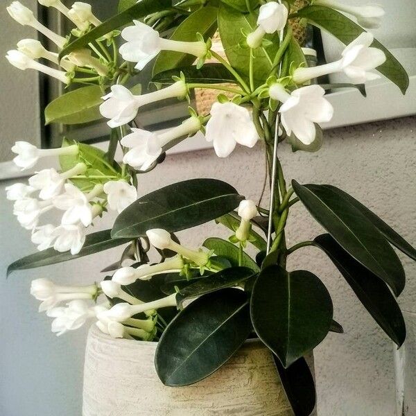 Jasminum grandiflorum Fleur