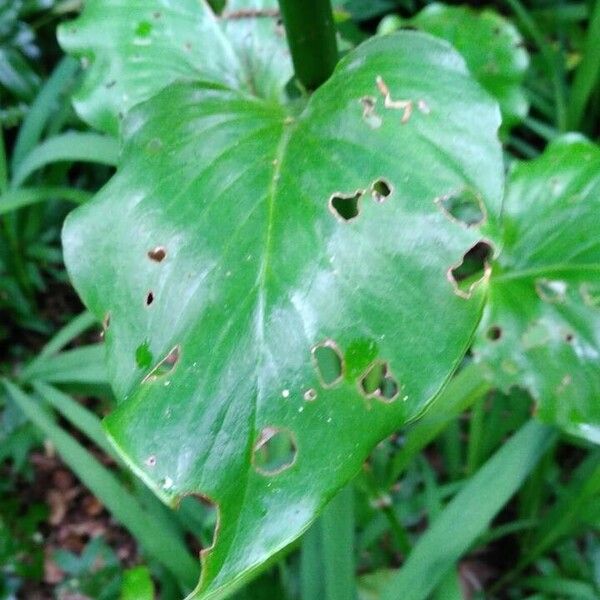 Cardiocrinum giganteum Лист