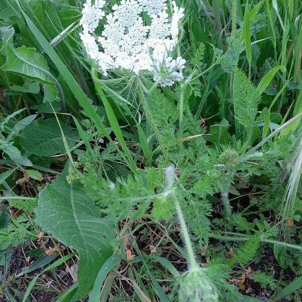 Daucus carota Habitus