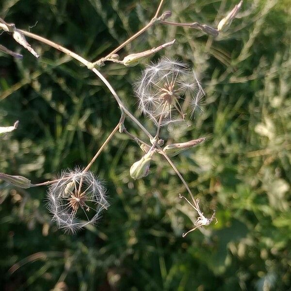 Lactuca saligna Blomst