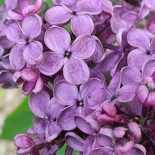 Syringa vulgaris फूल