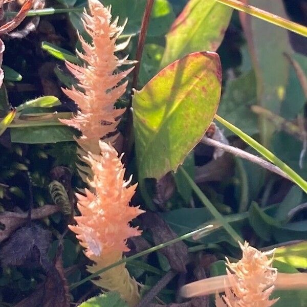 Selaginella selaginoides Hedelmä