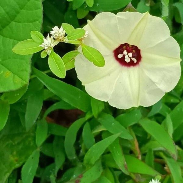 Merremia tridentata Flor