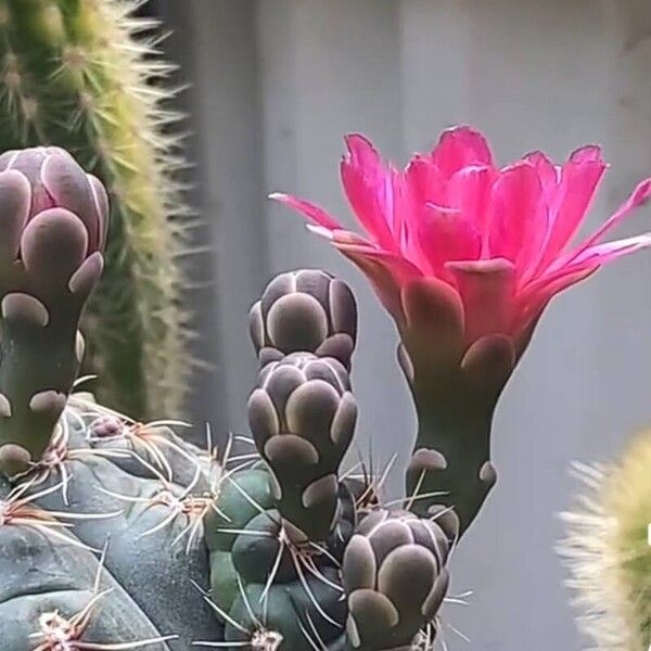 Gymnocalycium baldianum Flor