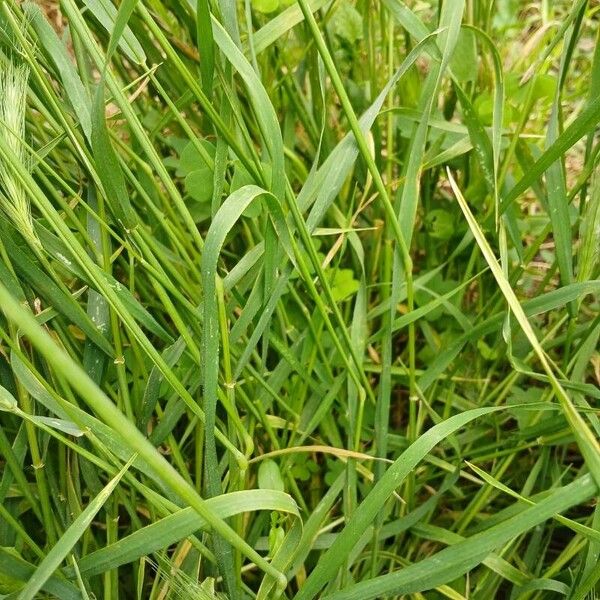 Hordeum murinum Frunză