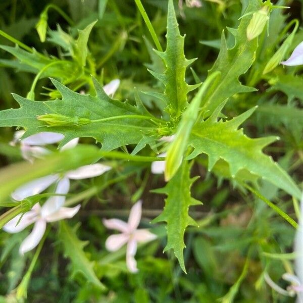 Isotoma axillaris Leaf