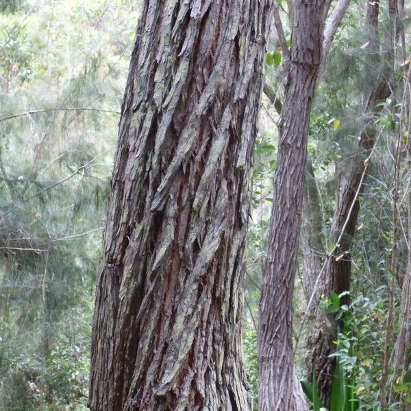 Eucalyptus robusta Bark