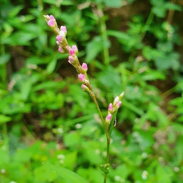 Persicaria minor Blomma