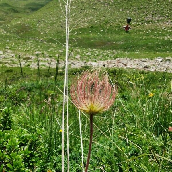 Geum montanum Blüte