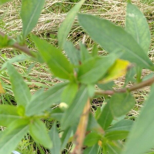 Oenothera biennis পাতা