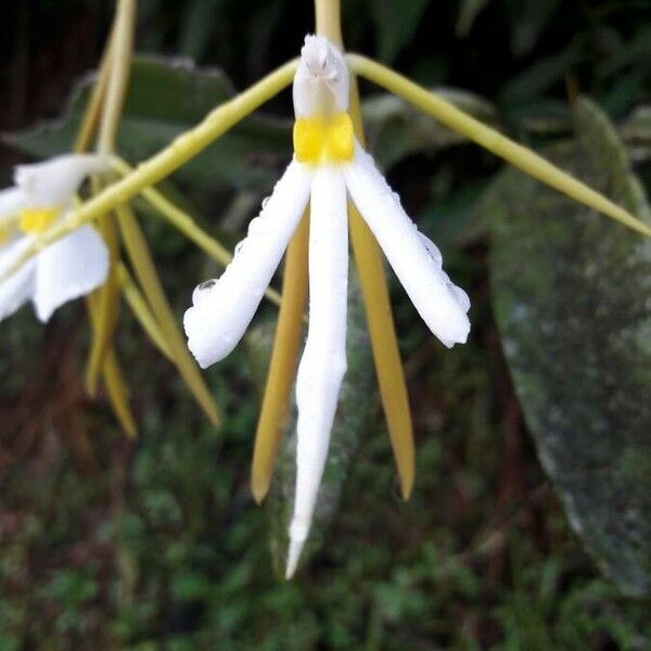 Epidendrum nocturnum Flor