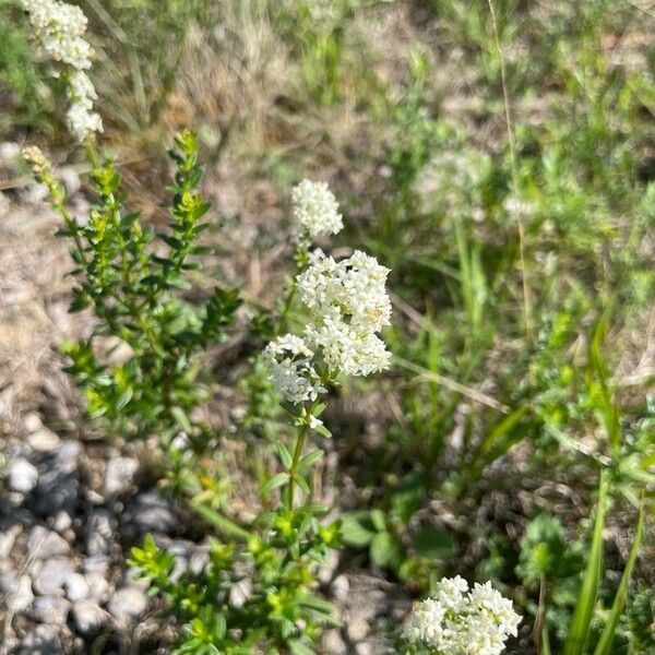 Galium boreale Flower