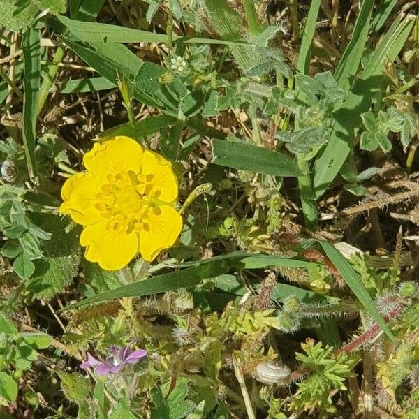 Potentilla pedata 花