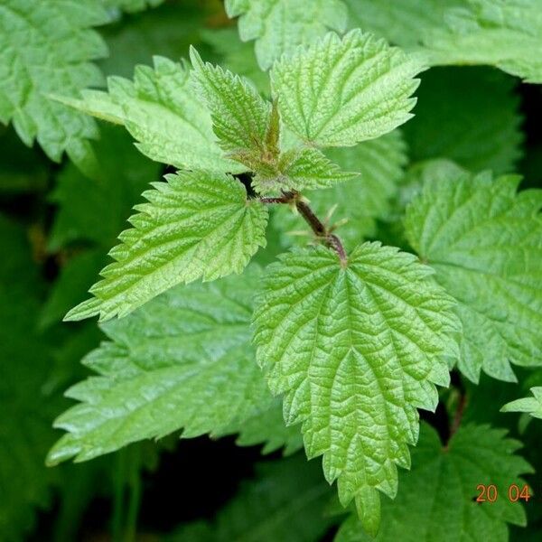 Urtica dioica Агульны выгляд