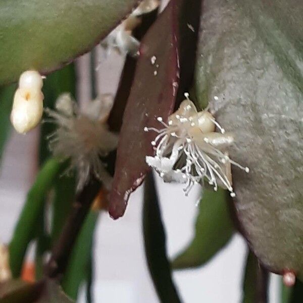 Rhipsalis elliptica 花