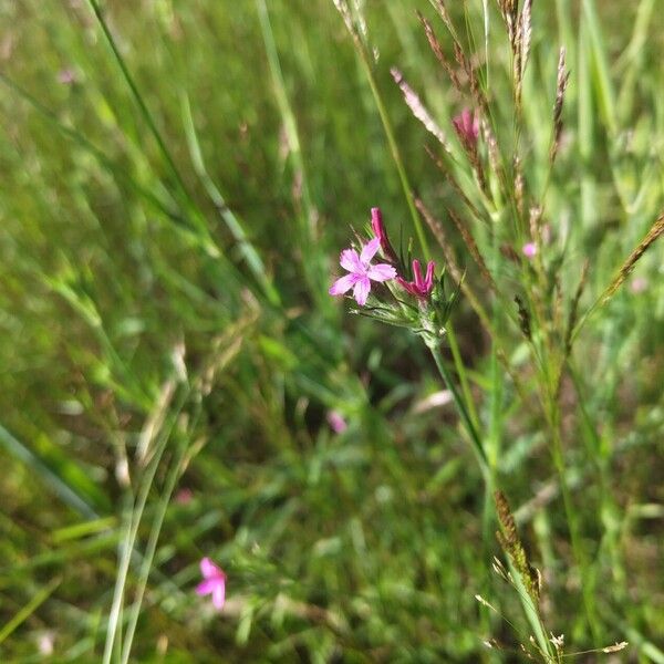 Dianthus armeria Çiçek