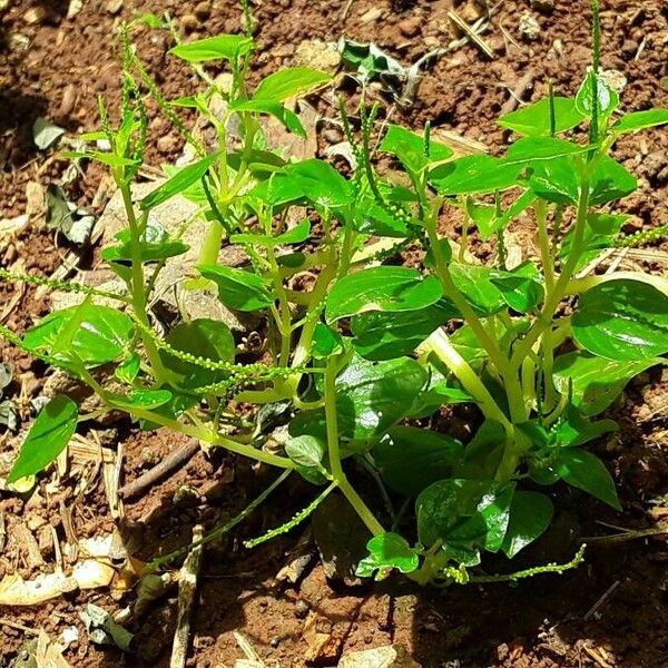 Peperomia pellucida Leaf