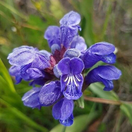 Dracocephalum ruyschiana Kvet