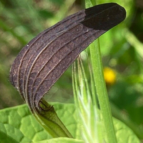 Aristolochia rotunda Kvet