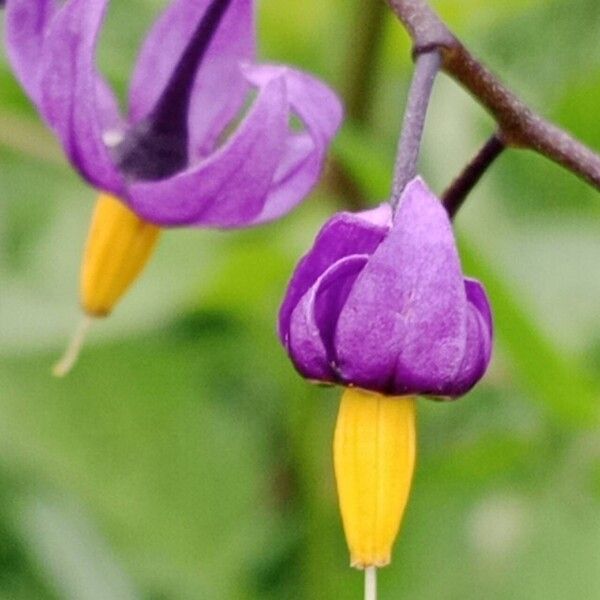 Solanum dulcamara Цветок