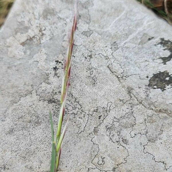 Andropogon distachyos Kukka