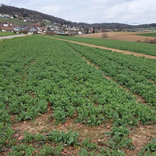 Brassica napus Alkat (teljes növény)