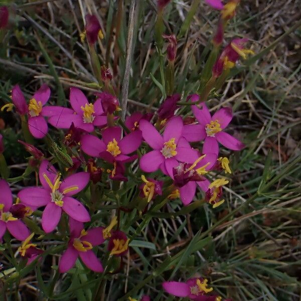 Centaurium littorale Bloem