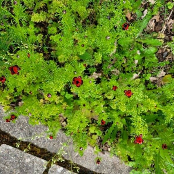 Adonis annua Habit